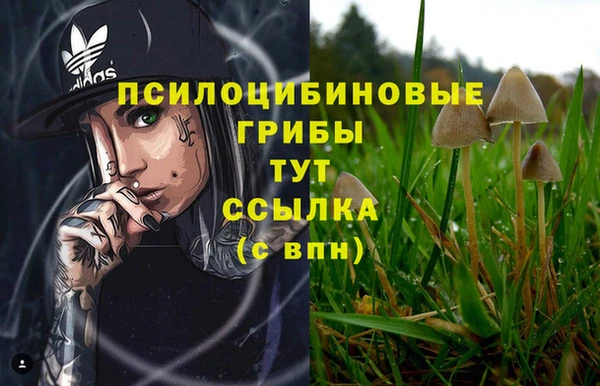 стаф Богданович