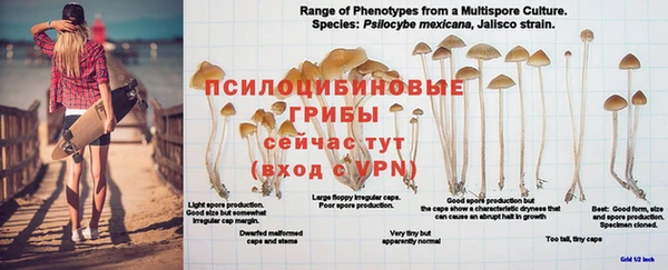 стаф Богданович